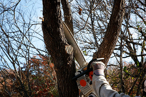 Best Commercial Tree Removal  in Tecumseh, NE