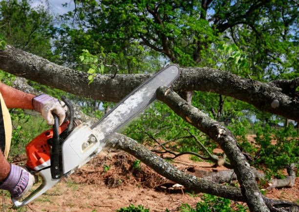 How Our Tree Care Process Works  in  Tecumseh, NE